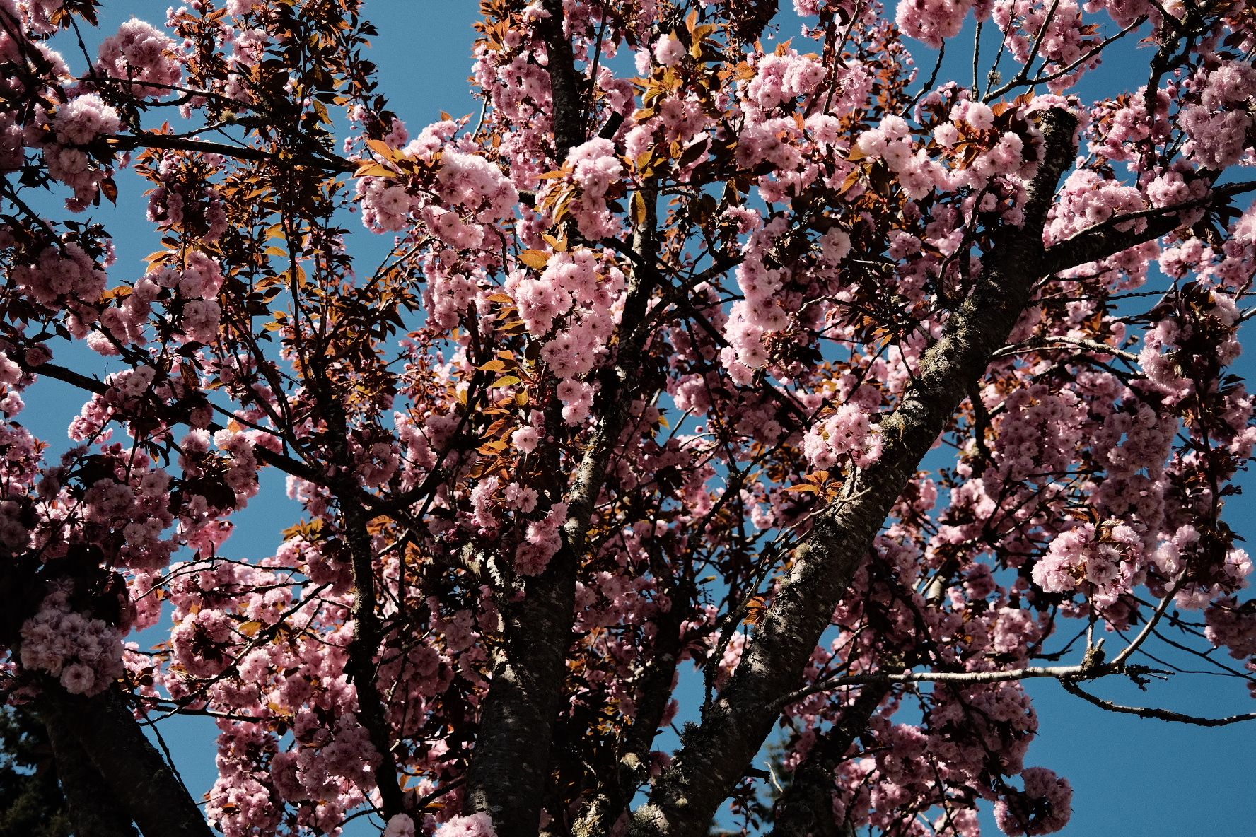 Cherry blossoms